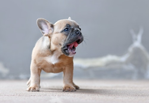 犬がゲップをする理由とは 頻繁にする犬の特徴 注意が必要な場合や対処法について解説 獣医師監修 わんクォール 犬がゲップをする理由とは 頻繁にする犬の特徴 注意が必要な場合や対処法について解説 獣医師監修 わんクォール