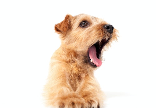 犬がゲップをする理由とは 頻繁にする犬の特徴 注意が必要な場合や対処法について解説 獣医師監修 わんクォール 犬がゲップをする理由とは 頻繁にする犬の特徴 注意が必要な場合や対処法について解説 獣医師監修 わんクォール