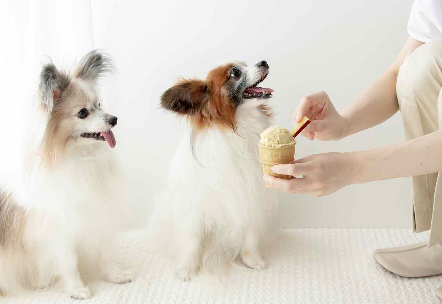 【万能ストックおやつ】さつまいもアイスを食べる犬