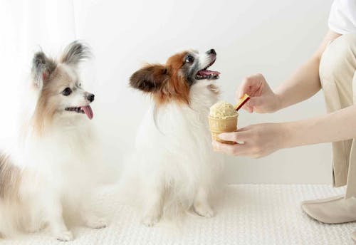 食欲upおやつ 超簡単な愛犬用さつまいもアイスの作り方 つぶして混ぜるだけ わんクォール 食欲upおやつ 超簡単な愛犬用さつまいもアイスの作り方 つぶして混ぜるだけ わんクォール