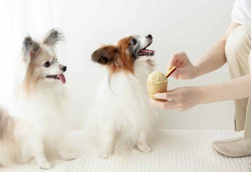 食欲upおやつ 超簡単な愛犬用さつまいもアイスの作り方 つぶして混ぜるだけ わんクォール