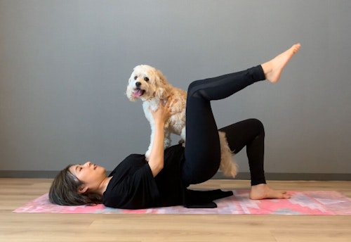 愛犬の体幹を鍛える、腰上げドッグフィット　左右の足を上げる