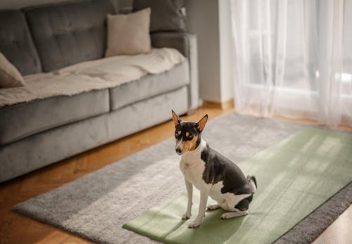 犬にも筋トレが必要 筋肉をつける最適な方法を運動 食事の両面で解説 獣医師監修 わんクォール 犬にも筋トレが必要 筋肉をつける最適な方法を運動 食事の両面で解説 獣医師監修 わんクォール