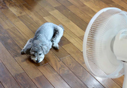 犬は扇風機の風を涼しく感じるの 暑さ対策になる効果的な使い方や注意点を解説 獣医師監修 わんクォール 犬は扇風機の風を涼しく感じるの 暑さ対策になる効果的な使い方や注意点を解説 獣医師監修 わんクォール