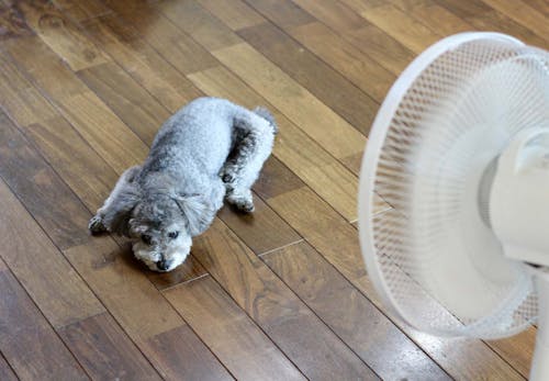 犬は扇風機の風を涼しく感じるの 暑さ対策になる効果的な使い方や注意点を解説 獣医師監修 わんクォール