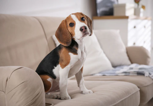 犬にささみを食べさせても大丈夫 与えるメリットや適量 注意点などを解説 獣医師監修 わんクォール 犬にささみを食べさせても大丈夫 与えるメリットや適量 注意点などを解説 獣医師監修 わんクォール