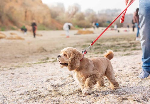 犬にも筋トレが必要 筋肉をつける最適な方法を運動 食事の両面で解説 獣医師監修 わんクォール 犬にも筋トレが必要 筋肉をつける最適な方法を運動 食事の両面で解説 獣医師監修 わんクォール