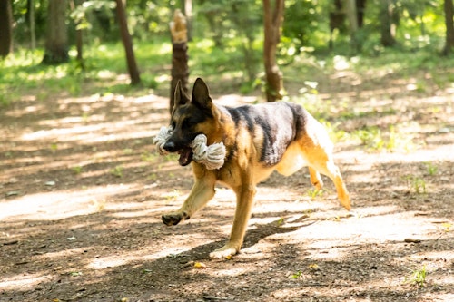かじりんボーンで遊ぶジャーマン・シェパードの警察犬パクくん