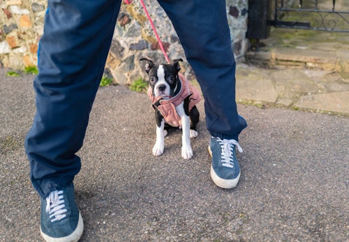 他の犬が苦手な犬への対処法は 怖がる理由や克服するコツを解説 獣医師監修 わんクォール 他の犬が苦手な犬への対処法は 怖がる理由や克服するコツを解説 獣医師監修 わんクォール