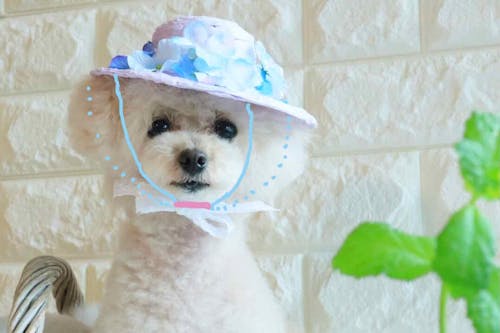 編まずに作れる 超簡単な愛犬用麦わら帽子 100均の紙紐を巻くだけ 紫外線 熱中症対策もバッチリ わんクォール