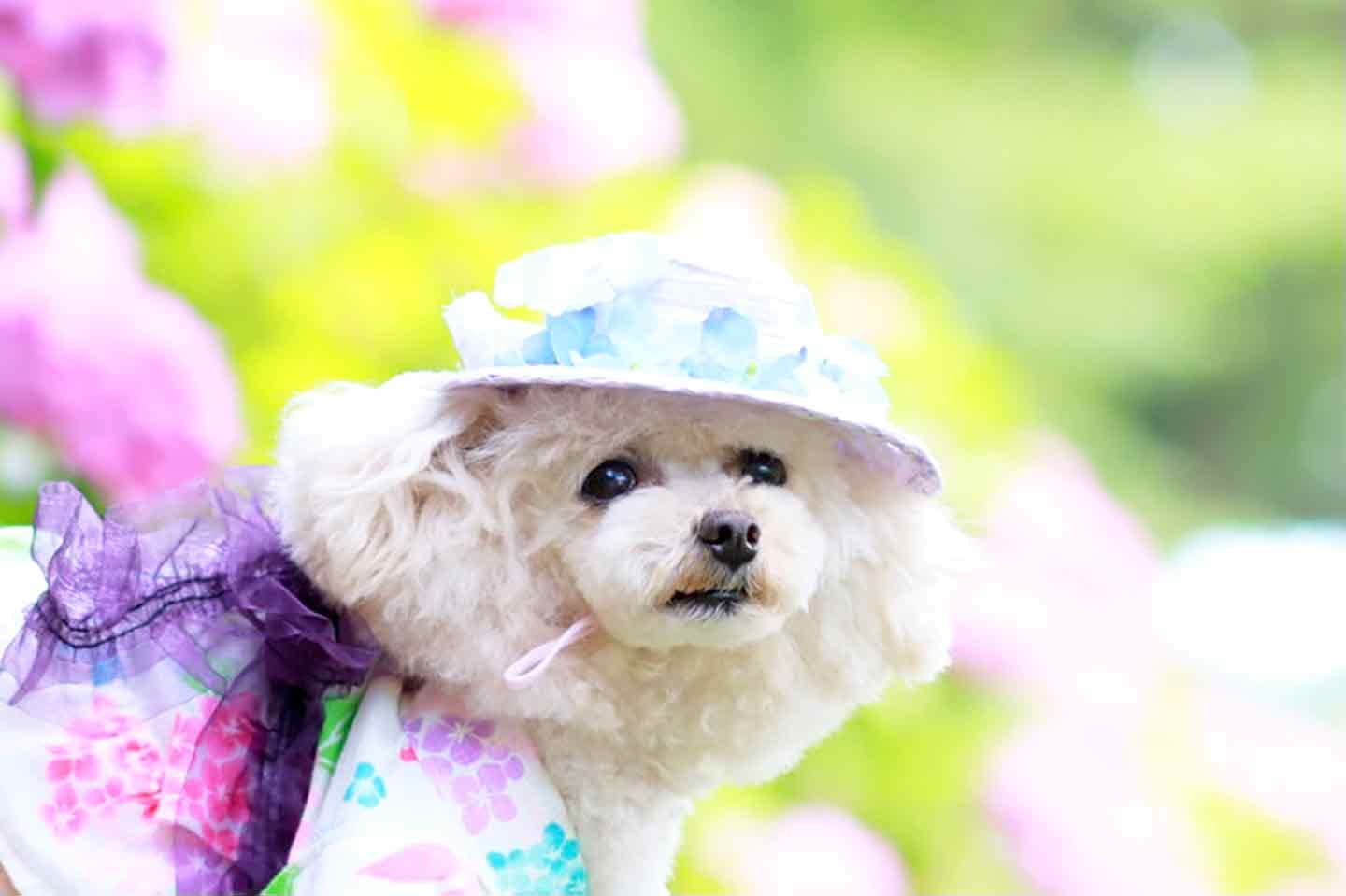 100均の紙紐で作れる　愛犬用麦わら帽子　リボンとお花を飾る