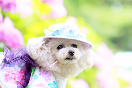 100均の紙紐で作れる　愛犬用麦わら帽子　リボンとお花を飾る
