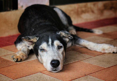 老犬の最期を看取る心構えとは 老衰の前兆と お別れの際に飼い主ができること 準備するものを解説 獣医師監修 わんクォール 老犬の最期を看取る心構えとは 老衰の前兆と お別れの際に飼い主ができること 準備するものを解説 獣医師監修 わんクォール
