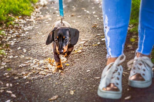 ノーリードで飛び出してきた犬に咬まれて愛犬が死亡 加害犬の飼い主に下された判決は わんクォール
