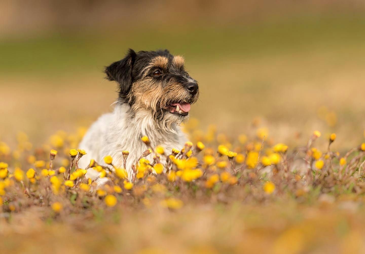 老犬の最期を看取る心構えとは 老衰の前兆と お別れの際に飼い主ができること 準備するものを解説 獣医師監修 わんクォール