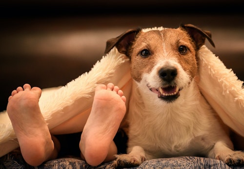 愛犬が足元で寝る理由は 飼い主との関係性や寝る場所ごとの心理を解説 獣医師監修 わんクォール