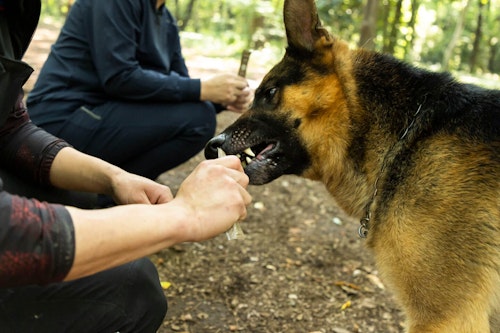餌を食べているジャーマン・シェパードの警察犬パクくん