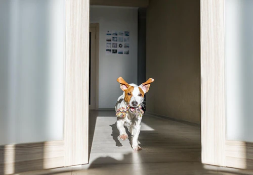 犬のうんち後の謎行動は トイレハイ かも その理由とは 獣医師監修 わんクォール 犬のうんち後の謎行動は トイレハイ かも その理由とは 獣医師監修 わんクォール