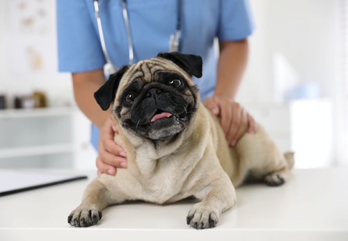 犬にアボカドを食べさせてはダメ 誤食したときの対処法や危険な理由について解説 獣医師監修 わんクォール 犬にアボカドを食べさせてはダメ 誤食したときの対処法や危険な理由について解説 獣医師監修 わんクォール