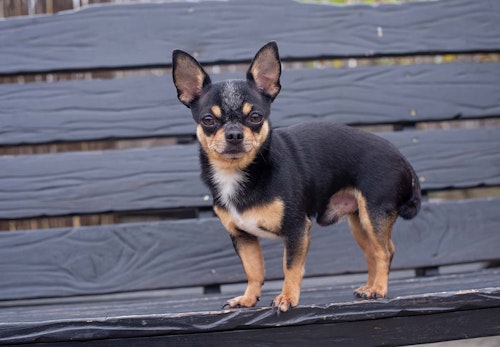 チワワの適正体重は何kg 月齢ごとの推移と正しいダイエット法 体重管理のポイントを解説 獣医師監修 わんクォール チワワの適正体重は何kg 月齢ごとの推移と正しいダイエット法 体重管理のポイントを解説 獣医師監修 わんクォール