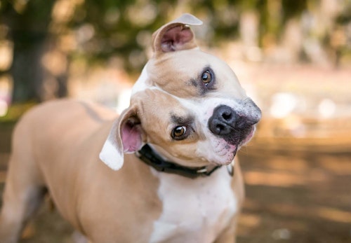 犬が首をかしげる理由は かわいい表情に隠された4つの秘密を解説 獣医師監修 わんクォール 犬が首をかしげる理由は かわいい表情に隠された4つの秘密を解説 獣医師監修 わんクォール