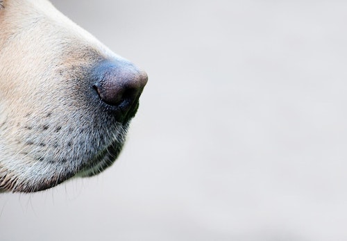 犬の鼻づまりの原因は 考えられる病気と対処法 予防のポイントを解説 獣医師監修 わんクォール 犬の鼻づまりの原因は 考えられる病気と対処法 予防のポイントを解説 獣医師監修 わんクォール