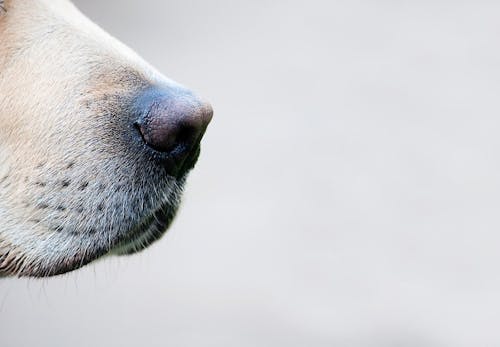 犬の鼻づまりの原因は 考えられる病気と対処法 予防のポイントを解説 獣医師監修 わんクォール