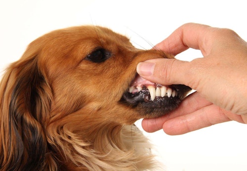 犬の歯茎が黒い理由は 考えられる病気と口内チェックのポイント 病院に行くタイミングについて解説 獣医師監修 わんクォール 犬の歯茎が黒い理由は 考えられる病気と口内チェックのポイント 病院に行くタイミングについて解説 獣医師監修 わんクォール