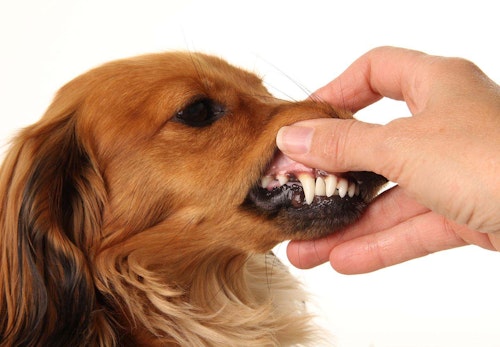 犬の歯茎が黒い理由は？考えられる病気と口内チェックのポイント、病院に行くタイミングについて解説【獣医師監修】