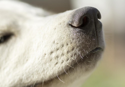犬の鼻づまりの原因は 考えられる病気と対処法 予防のポイントを解説 獣医師監修 わんクォール 犬の鼻づまりの原因は 考えられる病気と対処法 予防のポイントを解説 獣医師監修 わんクォール