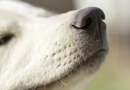 犬の鼻づまりの原因は 考えられる病気と対処法 予防のポイントを解説 獣医師監修 わんクォール