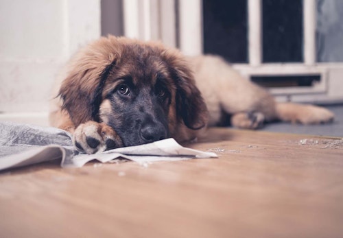 犬がトイレシートを食べる原因は 危険性と対処法 やめさせる方法を解説 獣医師監修 わんクォール 犬がトイレシートを食べる原因は 危険性と対処法 やめさせる方法を解説 獣医師監修 わんクォール