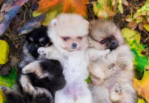 ポメラニアンの適正体重は何kg 体重チェックや管理方法 月齢別の推移について解説 獣医師監修 わんクォール ポメラニアンの適正体重は何kg 体重チェックや管理方法 月齢別の推移について解説 獣医師監修 わんクォール