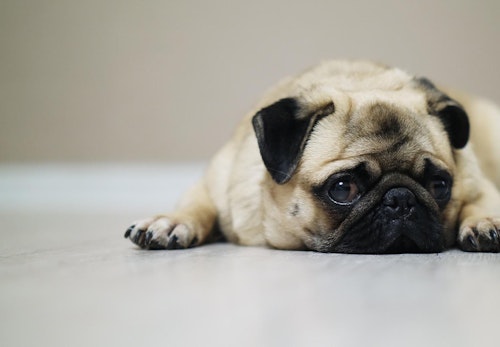 犬の吐血の原因は 考えられる病気と正しい対処法について解説 獣医師監修 わんクォール 犬の吐血の原因は 考えられる病気と正しい対処法について解説 獣医師監修 わんクォール