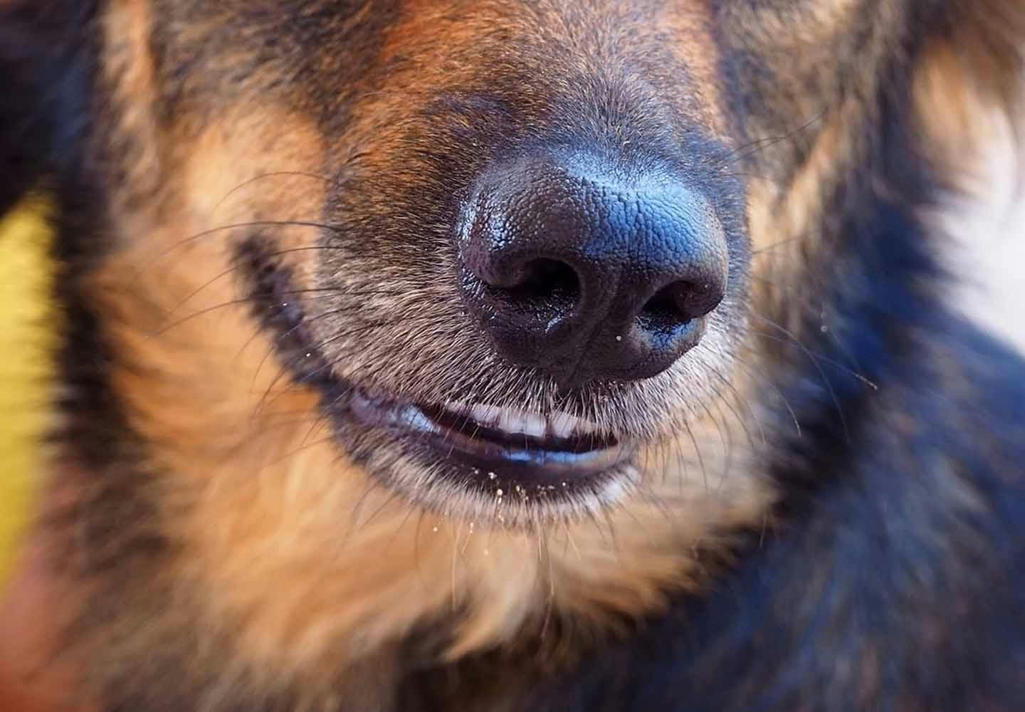 犬の鼻づまりの原因は 考えられる病気と対処法 予防のポイントを解説 獣医師監修 わんクォール