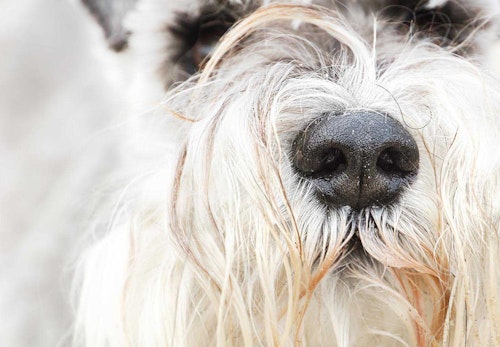 犬の鼻づまりの原因は 考えられる病気と対処法 予防のポイントを解説 獣医師監修 わんクォール