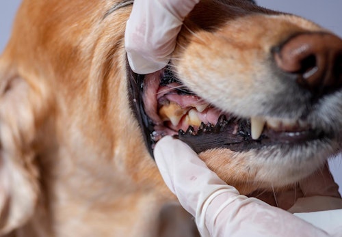 犬の歯茎が黒い理由は？考えられる病気と口内チェックのポイント、病院に行くタイミングについて解説【獣医師監修】
