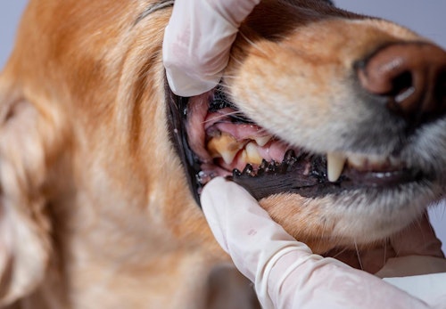 犬の歯茎が黒い理由は 考えられる病気と口内チェックのポイント 病院に行くタイミングについて解説 獣医師監修 わんクォール 犬の歯茎が黒い理由は 考えられる病気と口内チェックのポイント 病院に行くタイミングについて解説 獣医師監修 わんクォール