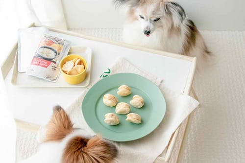 夏の水分補給 愛犬用サンドアイスの作り方 話題の マリトッツォ 風おやつを自宅で簡単にひんやり再現 わんクォール