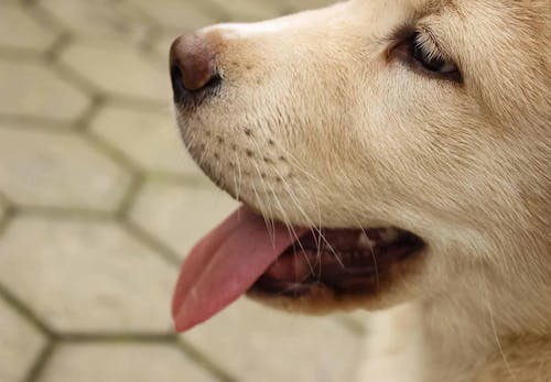 犬の過呼吸とは 原因と対処法 予防のポイントなどを解説 獣医師監修 わんクォール 犬の過呼吸とは 原因と対処法 予防のポイントなどを解説 獣医師監修 わんクォール