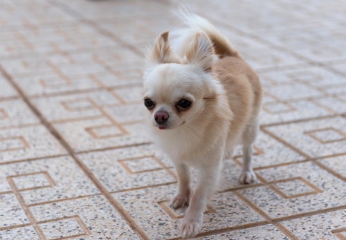 チワワの適正体重は何kg 月齢ごとの推移と正しいダイエット法 体重管理のポイントを解説 獣医師監修 わんクォール チワワの適正体重は何kg 月齢ごとの推移と正しいダイエット法 体重管理のポイントを解説 獣医師監修 わんクォール