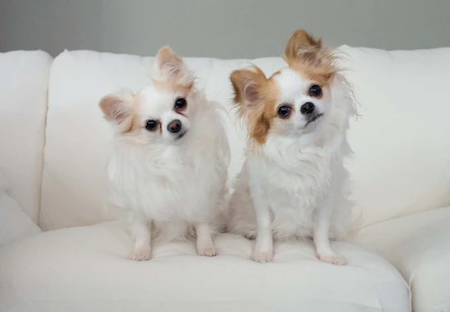 犬が首をかしげる理由は かわいい表情に隠された4つの秘密を解説 獣医師監修 わんクォール 犬が首をかしげる理由は かわいい表情に隠された4つの秘密を解説 獣医師監修 わんクォール