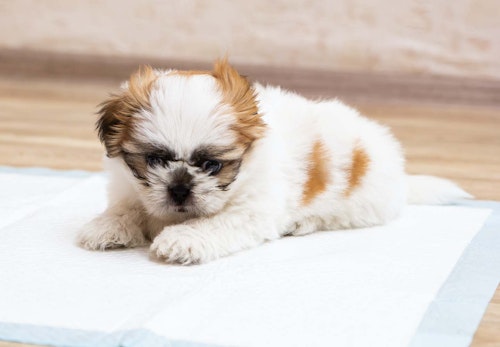 犬は小松菜を食べても大丈夫 栄養素や与える際の注意点について解説 獣医師監修 わんクォール