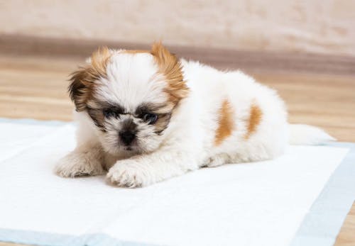 犬は小松菜を食べても大丈夫 与える際の注意点や含まれている栄養素 1日の適量などを解説 獣医師監修 わんクォール