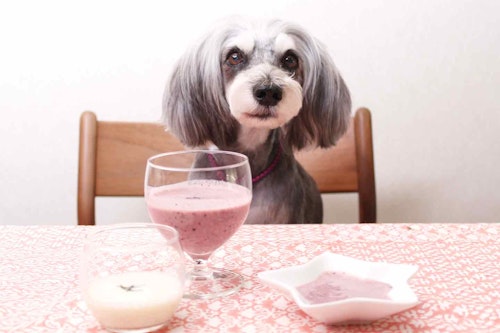 【夏バテ対策】飲む点滴“甘酒”を使った愛犬用ブルーベリースムージー！夏の疲労・紫外線から守るおやつ♪