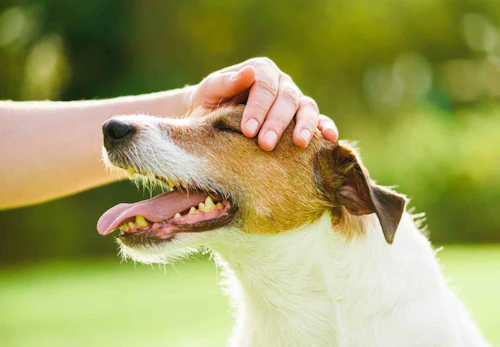 何気ない行動が愛犬のストレスに 犬の寿命を縮めるng習慣5選 獣医師監修 わんクォール 何気ない行動が愛犬のストレスに 犬の寿命を縮めるng習慣5選 獣医師監修 わんクォール