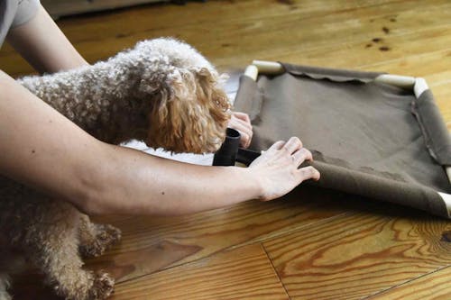 オール100均 愛犬用ドッグコットを簡単に手作り 軽くて持ち運びやすいからキャンプやアウトドアで大活躍 わんクォール オール100均 愛犬用ドッグコットを簡単に手作り 軽くて持ち運びやすいからキャンプやアウトドアで大活躍 わんクォール