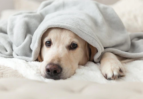 犬は蕎麦を食べても大丈夫 知っておきたい正しい与え方や注意点 健康面のメリットや適量などを解説 獣医師監修 わんクォール 犬は蕎麦を食べても大丈夫 知っておきたい正しい与え方や注意点 健康面のメリットや適量などを解説 獣医師監修 わんクォール