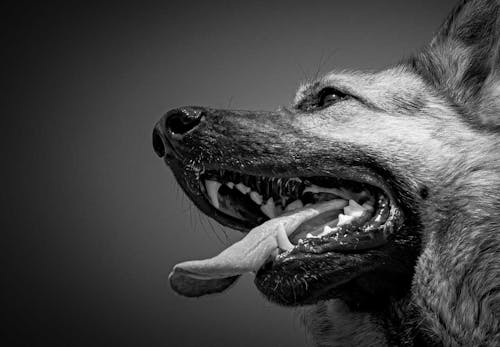 犬の歯茎が黒い理由は 考えられる病気と口内チェックのポイント 病院に行くタイミングについて解説 獣医師監修 わんクォール