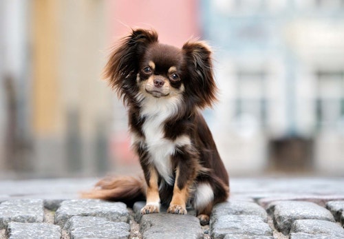 チワワの適正体重は何kg 月齢ごとの推移と正しいダイエット法 体重管理のポイントを解説 獣医師監修 わんクォール チワワの適正体重は何kg 月齢ごとの推移と正しいダイエット法 体重管理のポイントを解説 獣医師監修 わんクォール